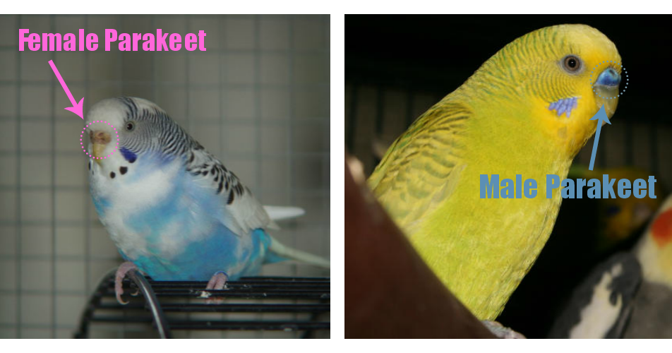 determining the sex of a parakeet Best sex ever fantasy night clip